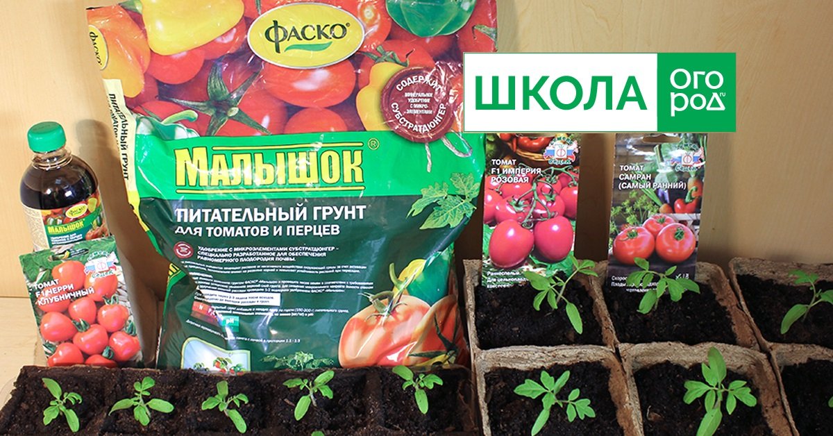 Как подготовить семена помидоров к посеву